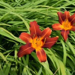 Hemerocallis 'Sammy Russell' ---